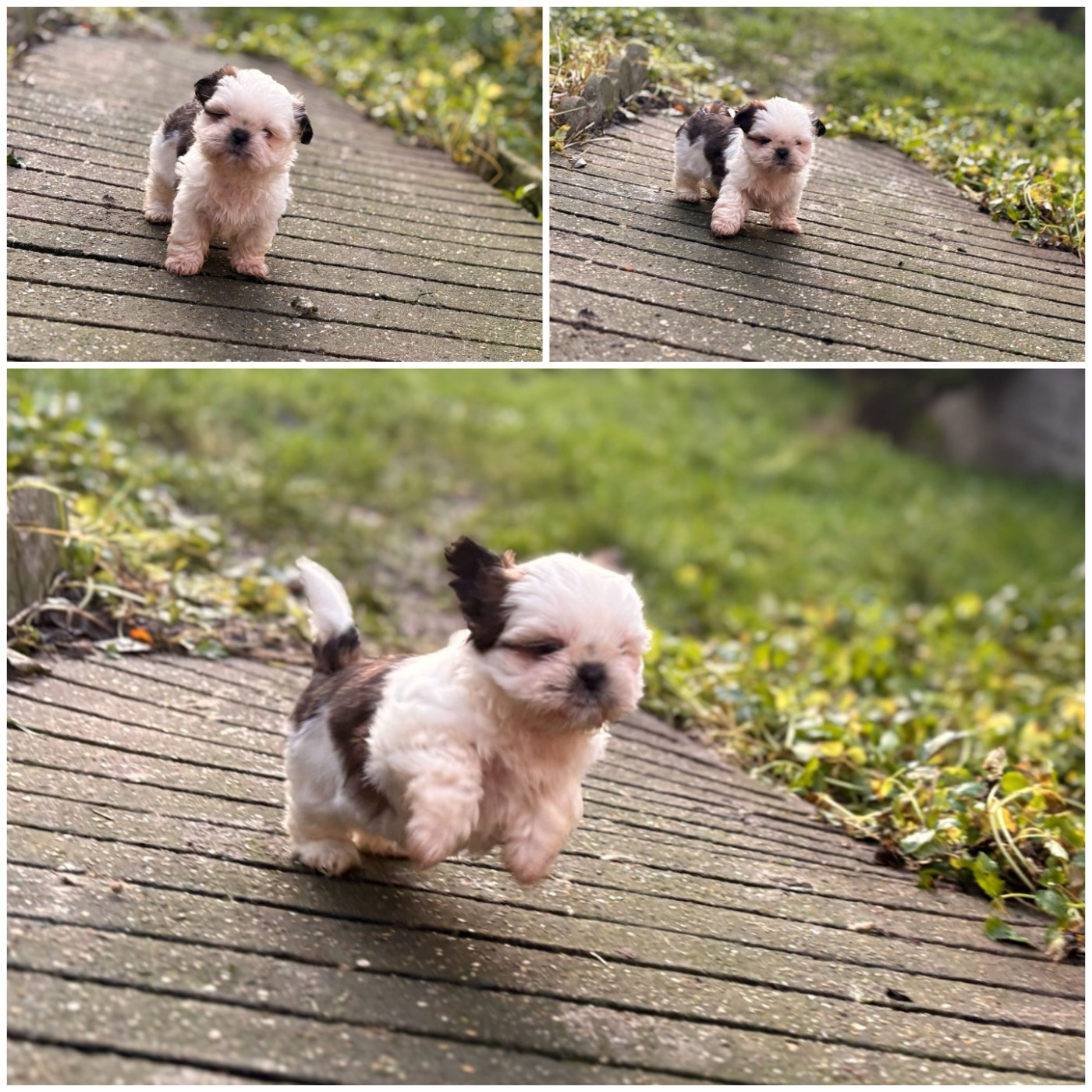From Jacob's Love Angel - Chiots disponibles - Shih Tzu