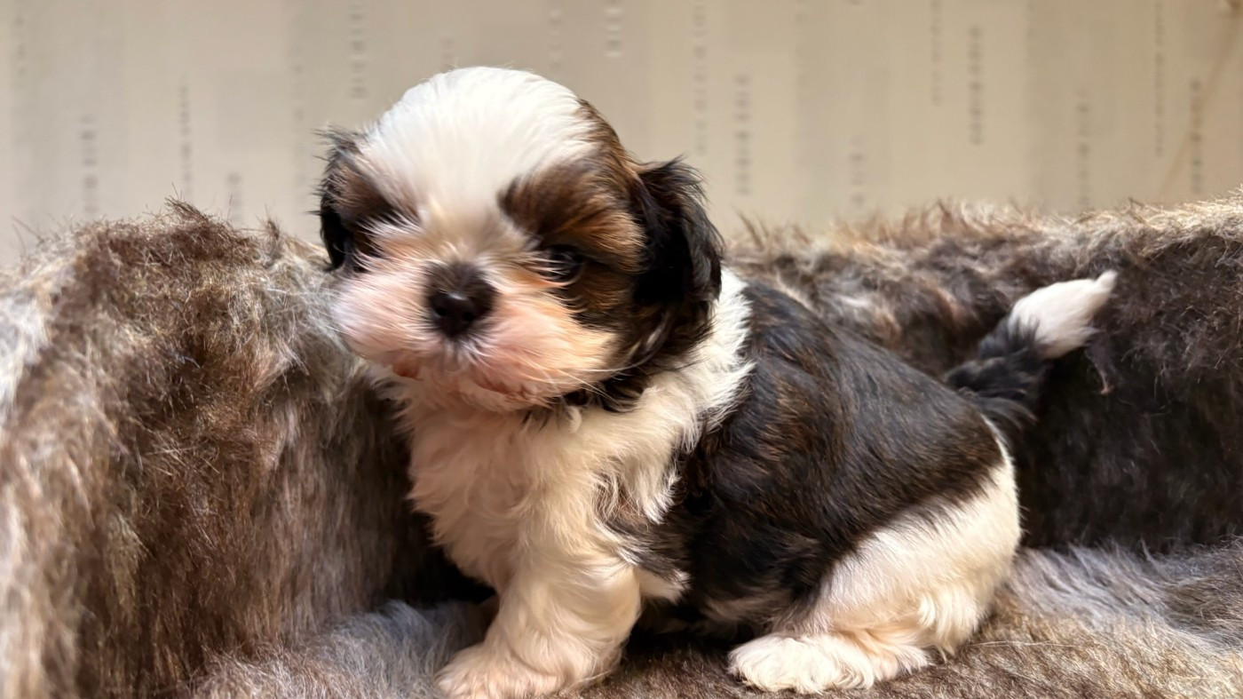From Jacob's Love Angel - Chiots disponibles - Shih Tzu