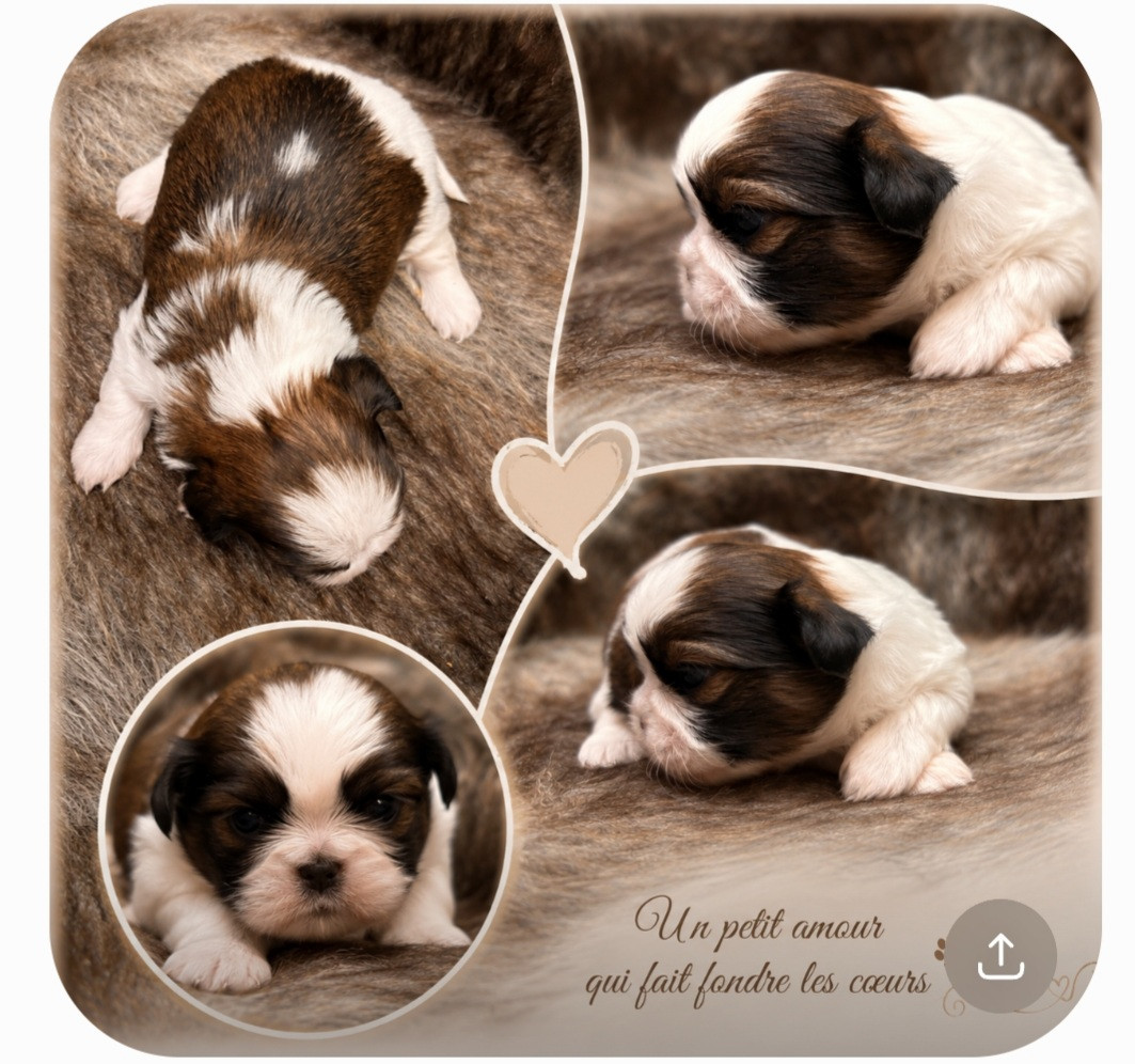 From Jacob's Love Angel - Chiots disponibles - Shih Tzu
