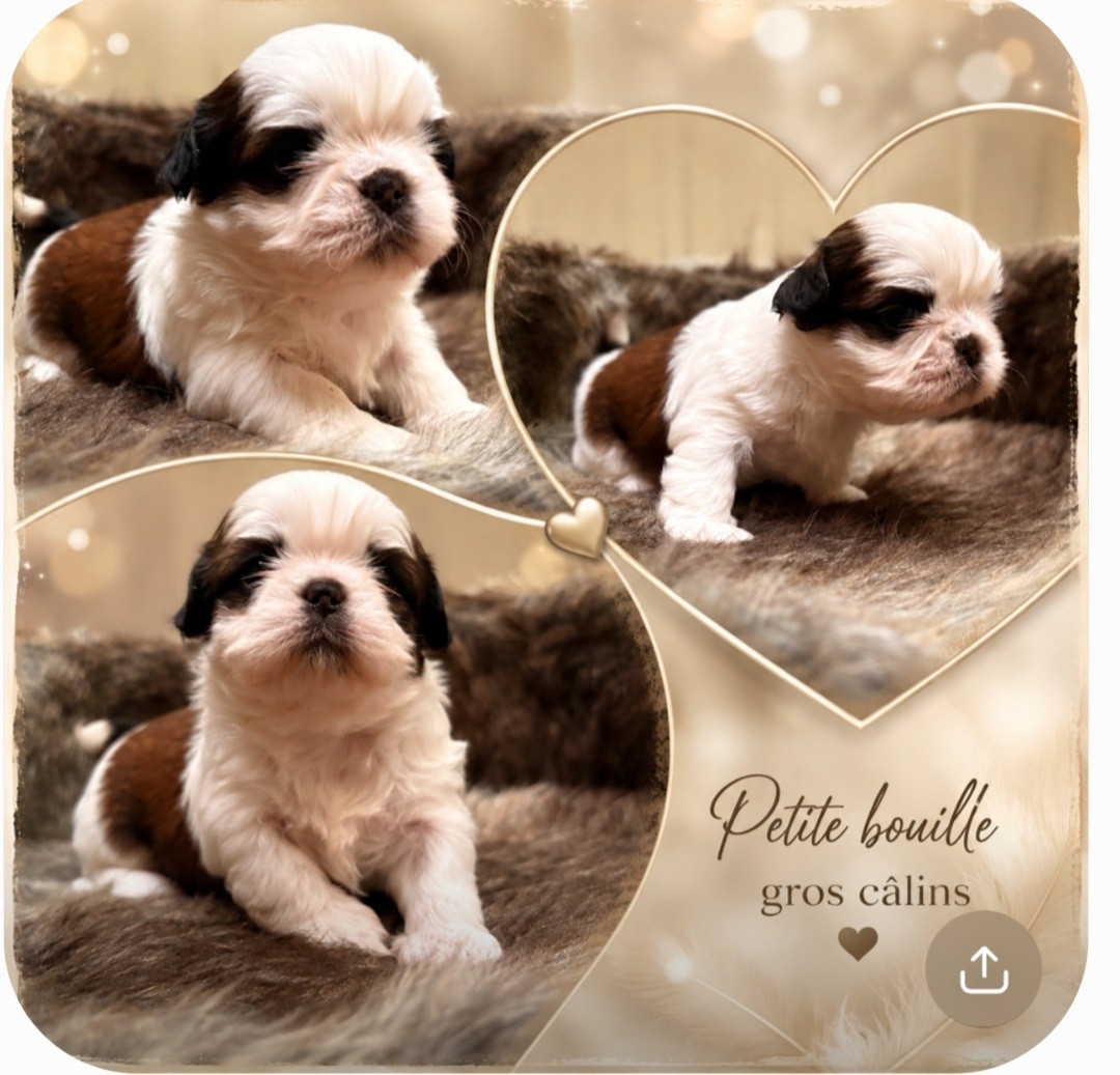 From Jacob's Love Angel - Chiots disponibles - Shih Tzu