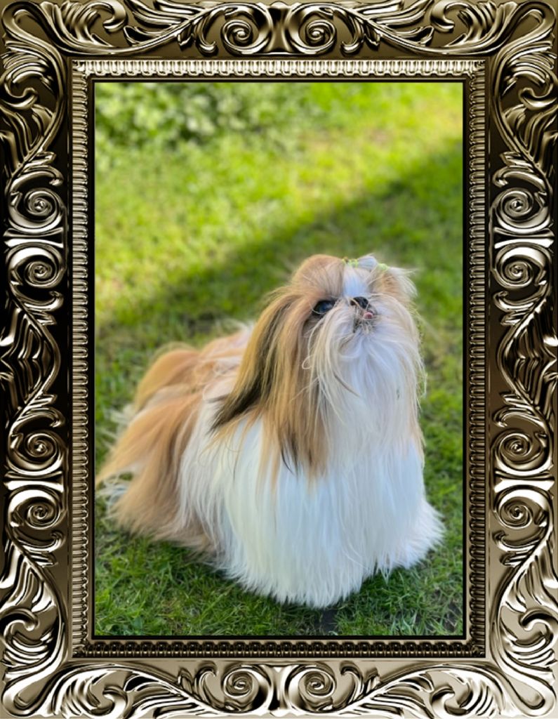 From Jacob's Love Angel - Shih Tzu - Portée née le 26/04/2024