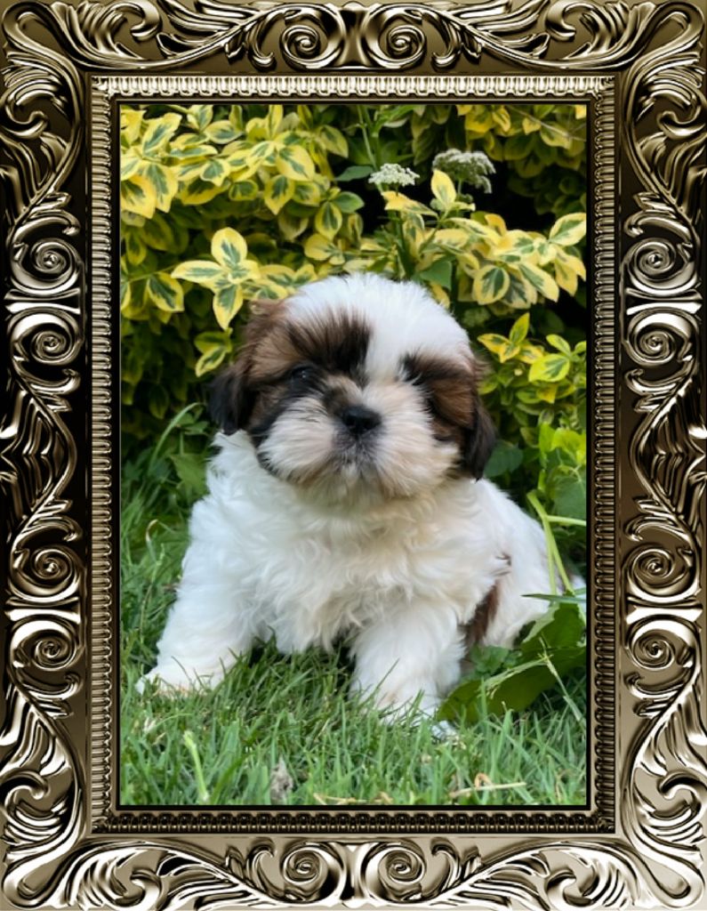 From Jacob's Love Angel - Chiots disponibles - Shih Tzu
